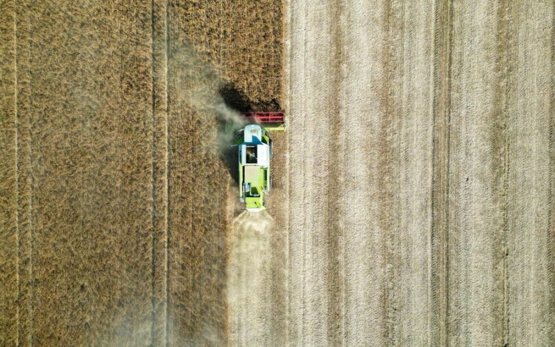Zbiór zboża w polu, uprawa zbóż, zagrożenie plonów herbicydami.